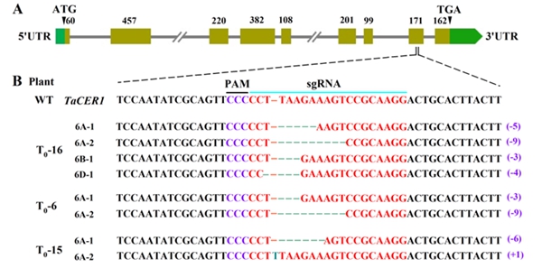 图1 CRISPRCas9介导编辑小麦TaCER1-6A基因_副本.jpg
