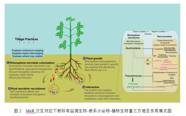 图2  MxR交互效应下根际有益微生物-根系分泌物-植物生物量三方相互作用模式图_副本.jpg