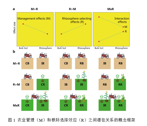 图1 农业管理（M）和根际选择效应（R）之间潜在关系的概念框架_副本.jpg