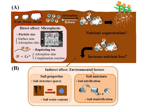 图1 概念图显示土壤环境中影响MPs与PO43-和NH4+相互作用的主要因素_副本.jpg