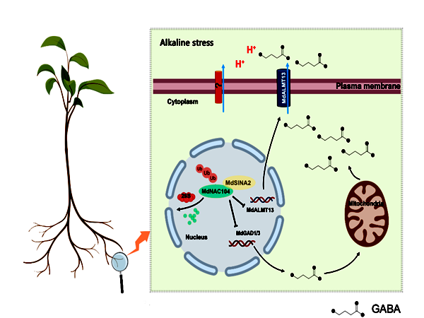 图2 MdSINA2-MdNAC104-MdGAD13MdALMT13模块调控苹果耐碱性的分子机制_副本.png