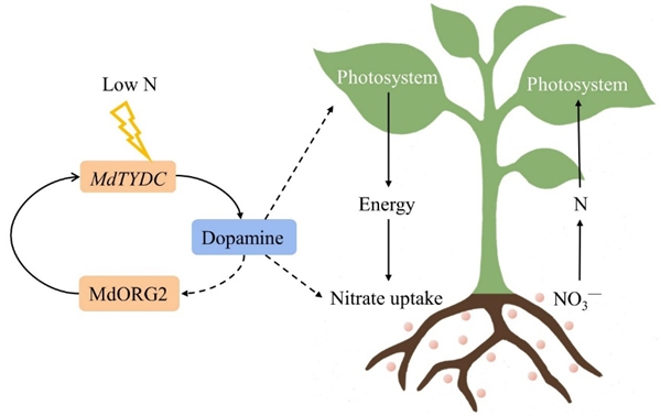 图2 多巴胺通过MdTYDC和MdORG2相关通路调控苹果耐低氮性的分子机制_副本.jpg