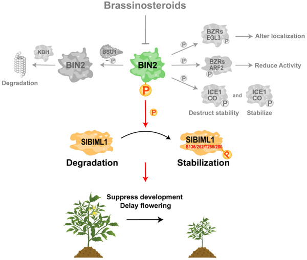 图3：番茄SlBIN2s-SlBIML1模块协同调控生长发育和开花期_副本.png