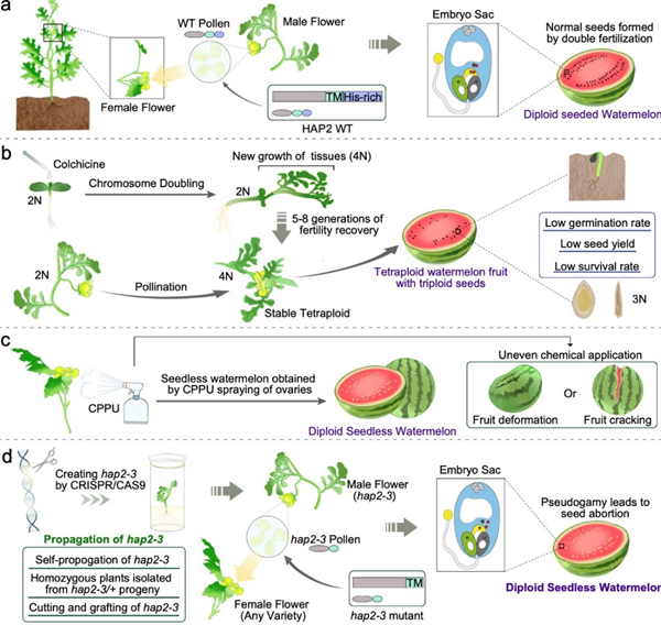 图2. 利用二倍体无籽西瓜诱导<span class=