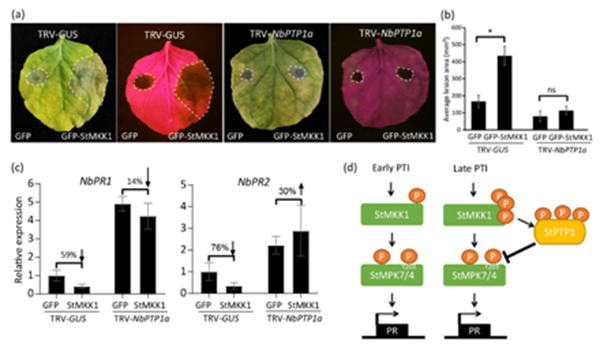 图1 StMKK1依赖StPTP1a抑制植物免疫_副本.png