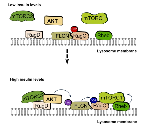 图4 FLCN磷酸化在胰岛素介导的mTORC1激活中的作用_副本.jpg